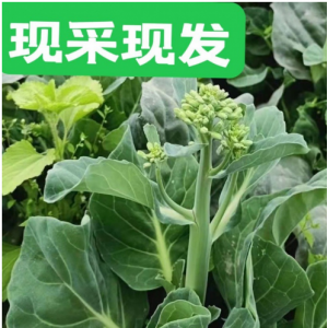 芥兰菜芥蓝菜羽衣甘蓝新鲜现摘现发酒店菜级广东蔬菜批发兰花苔